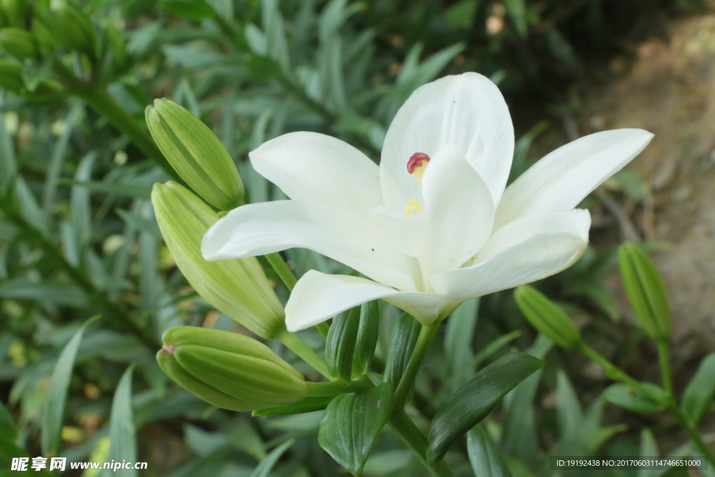 百合花