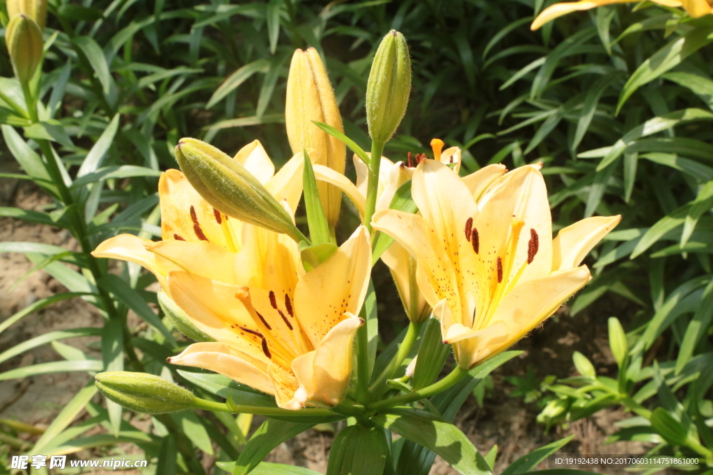 百合花