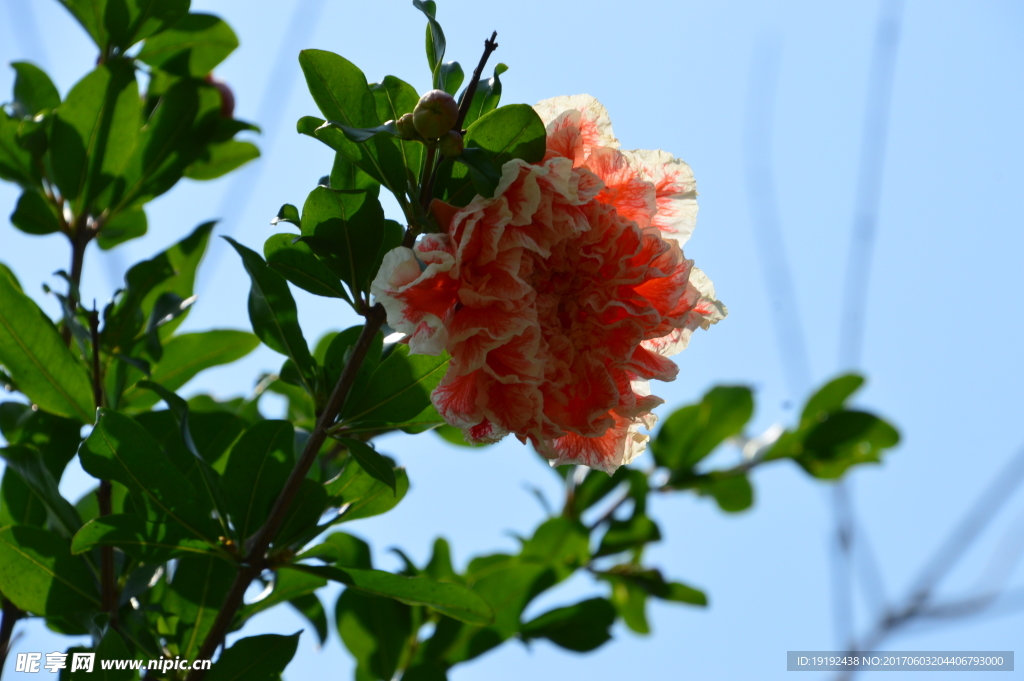 石榴花