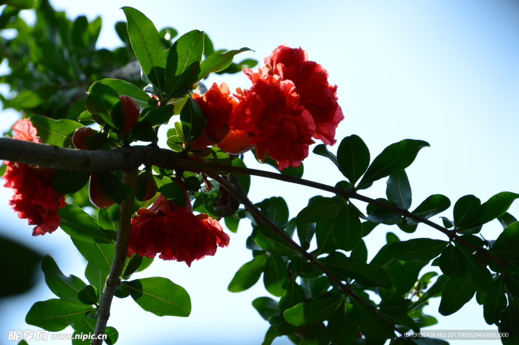 石榴花