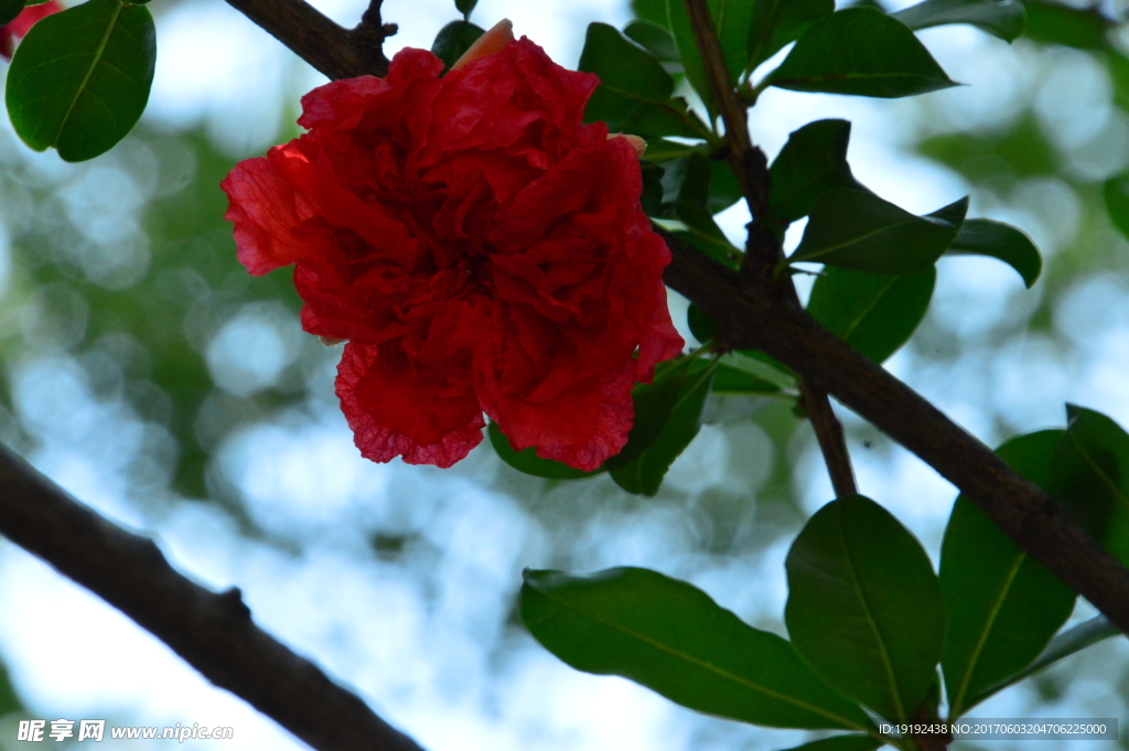 石榴花