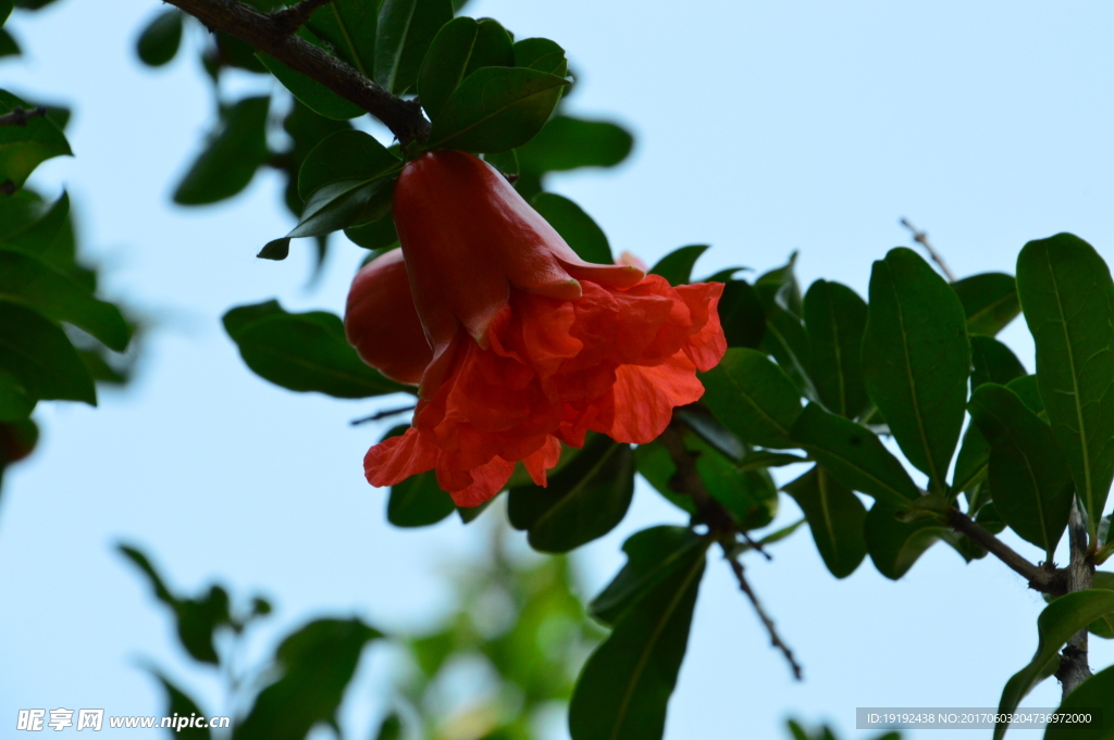 石榴花