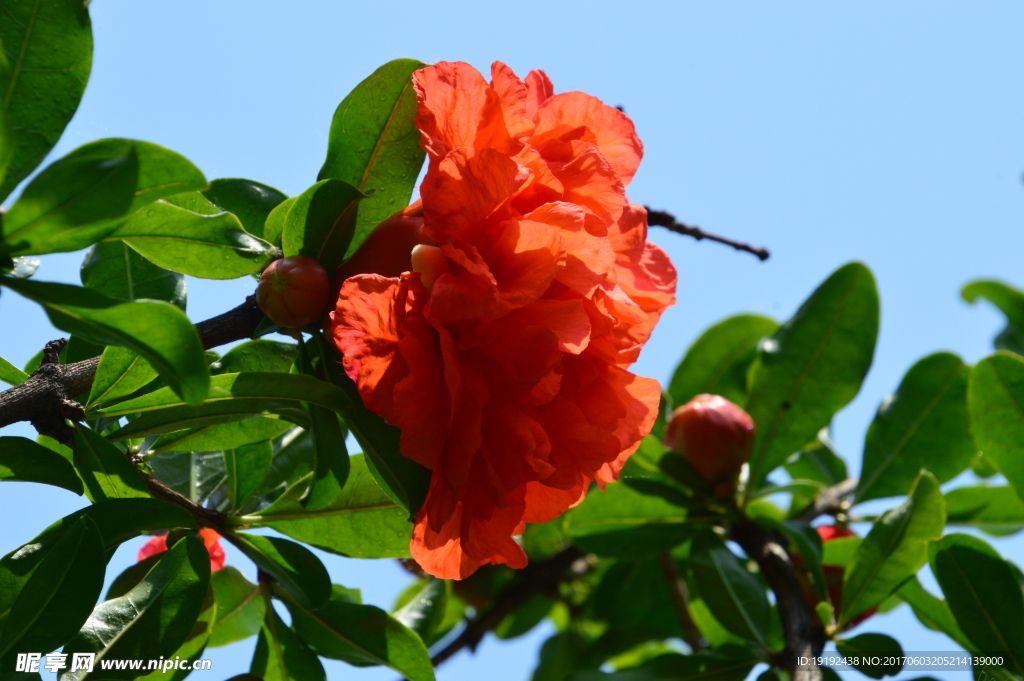 石榴花