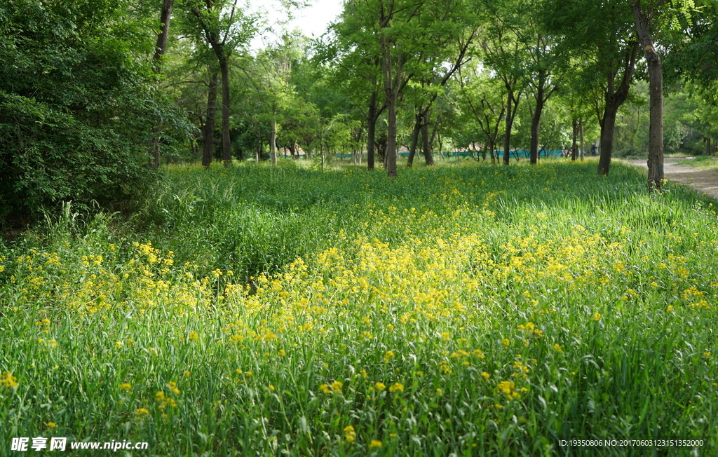 树林 草地 野花