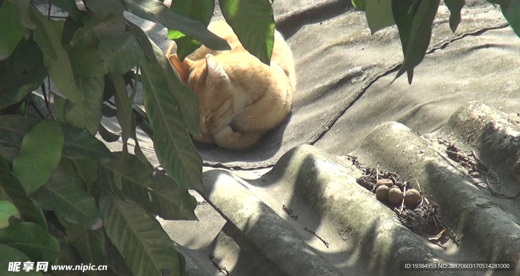 龙眼树下水泥雨篷上的猫咪