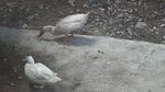 白鸭争食视频片段