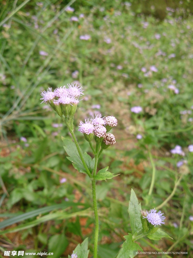 小蓟花