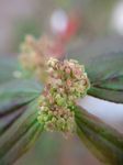 飞扬草