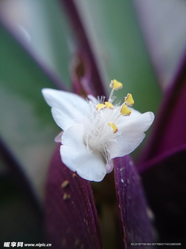 紫背万年青花