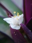 紫背万年青花