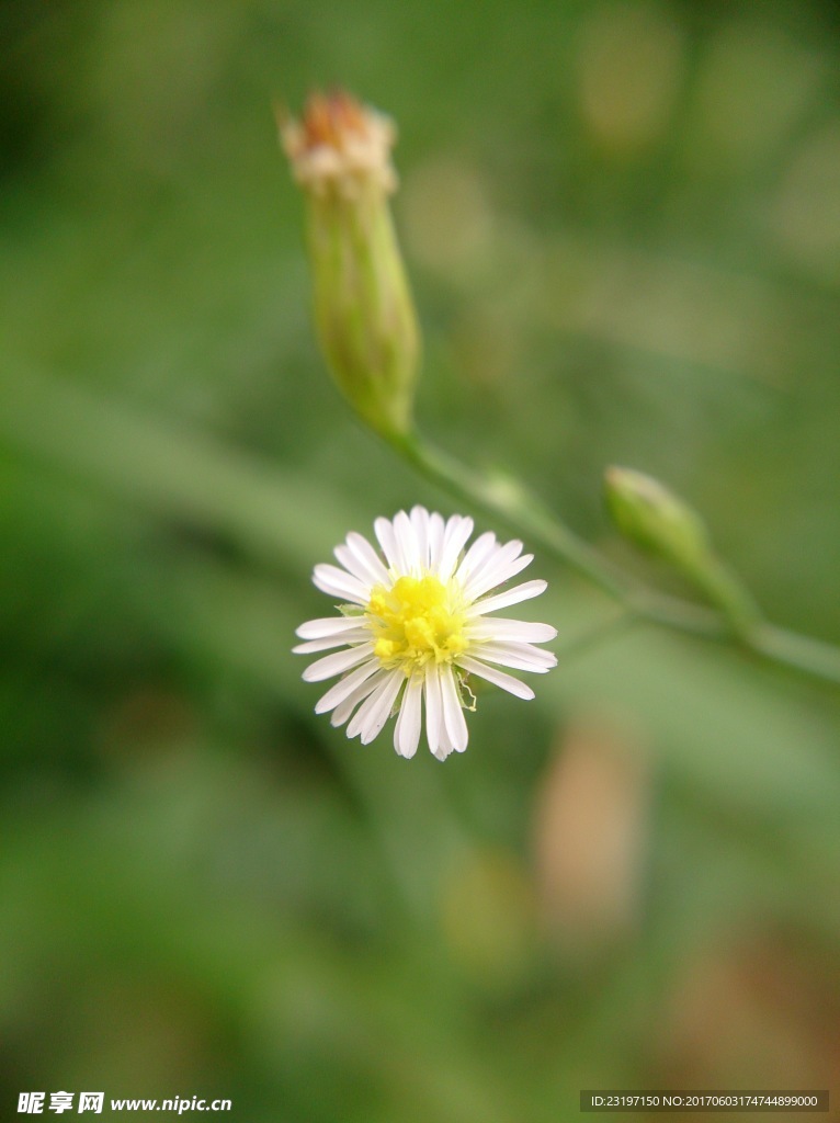 紫菀