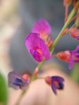 葫芦茶
