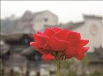 一花一世界