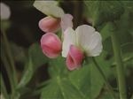 乡村田野豌豆花
