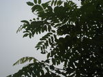 槐树