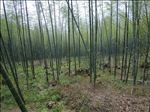 竹林