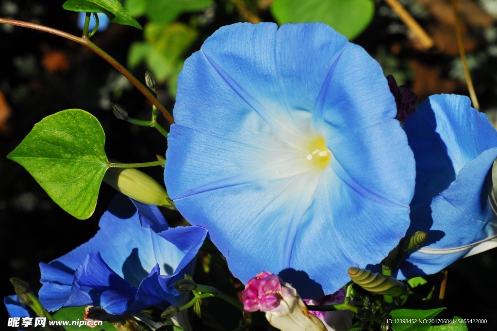 牵牛花