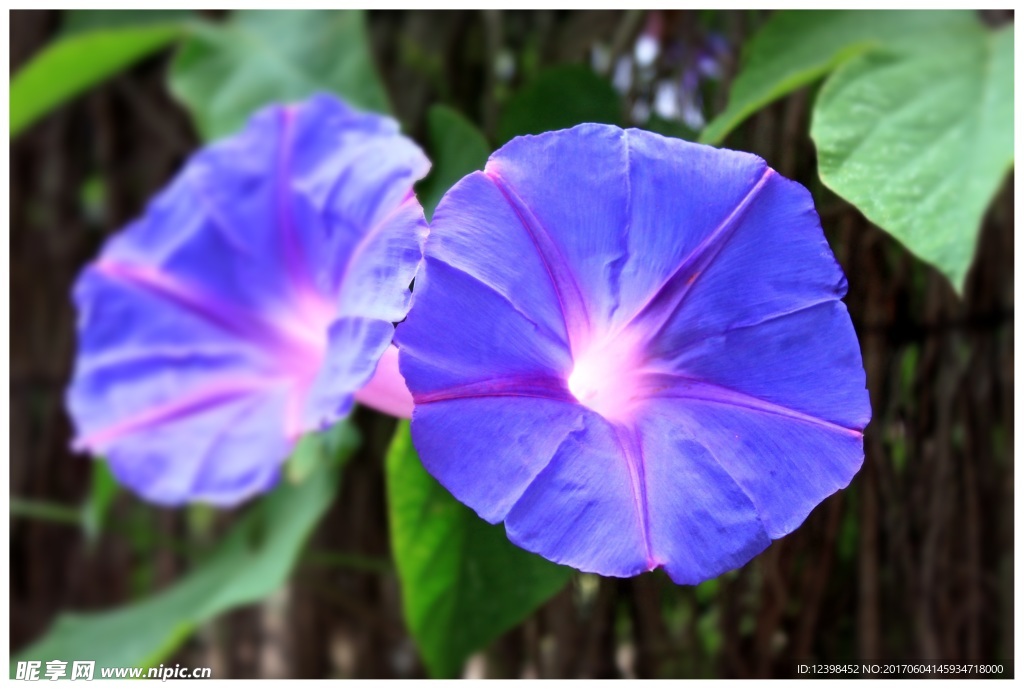 牵牛花