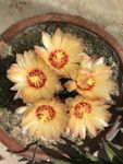 仙人球开花