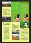 蛋鸡三折页
