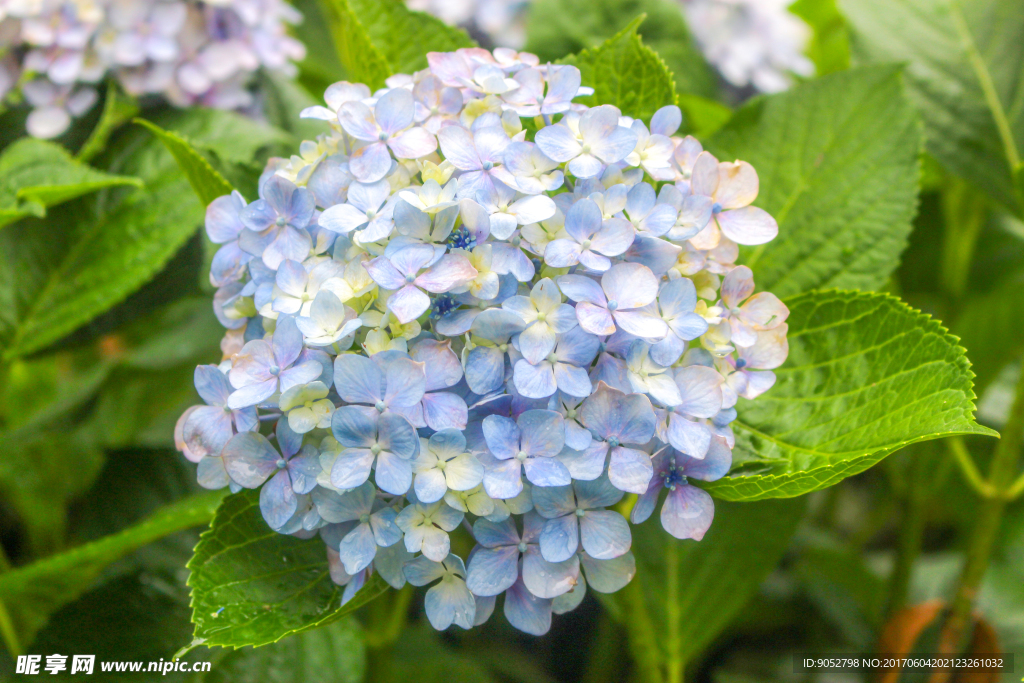 手捧花