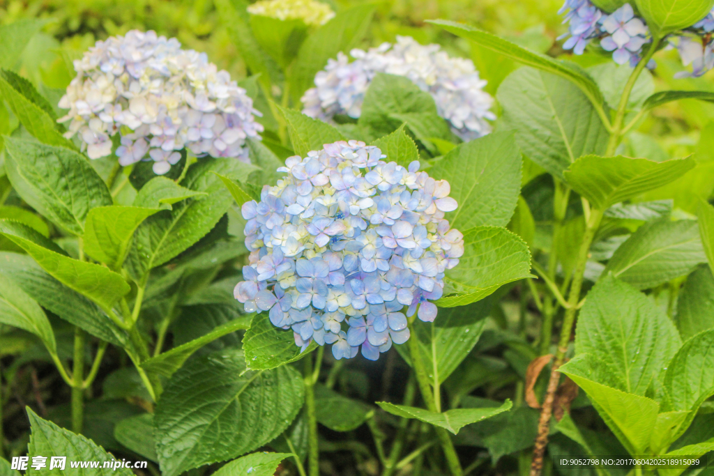 手捧花