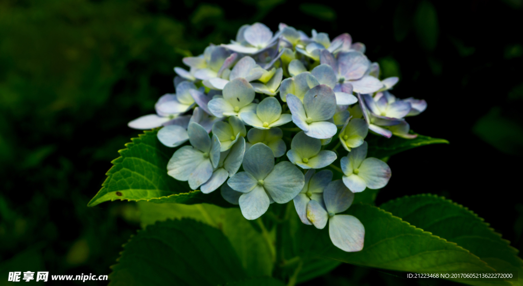 绣球花