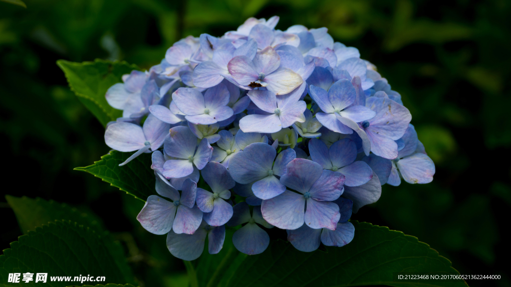 绣球花