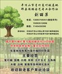 青竹复叶槭名片