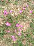 牵牛花
