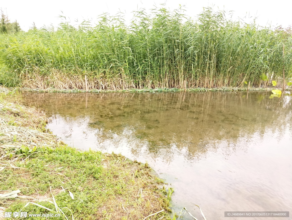 水草倒影