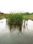 水草