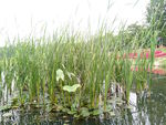 水草