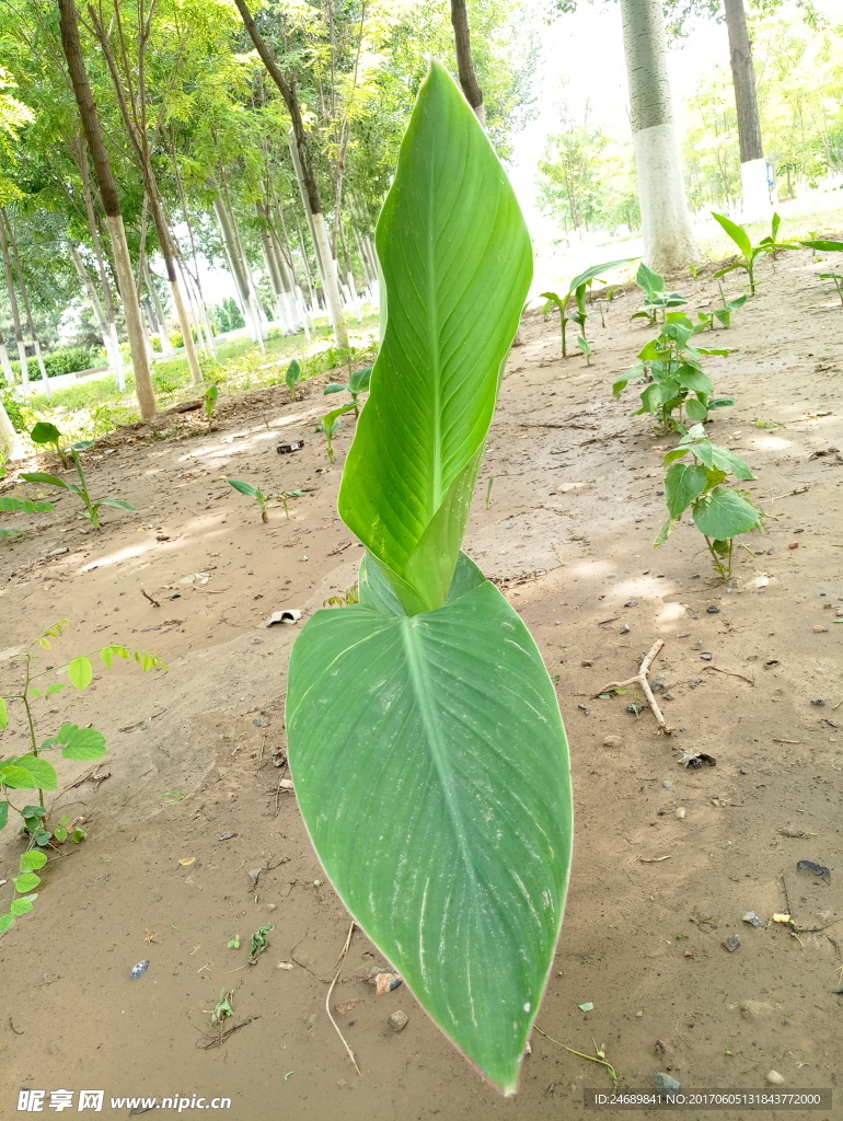 小草