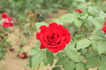 月季花