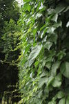 爬山虎
