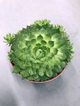 多肉盆栽植物