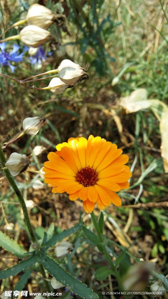 山花