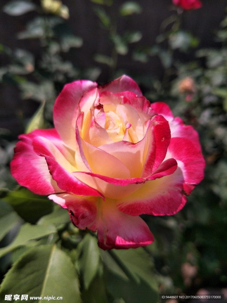 月季花