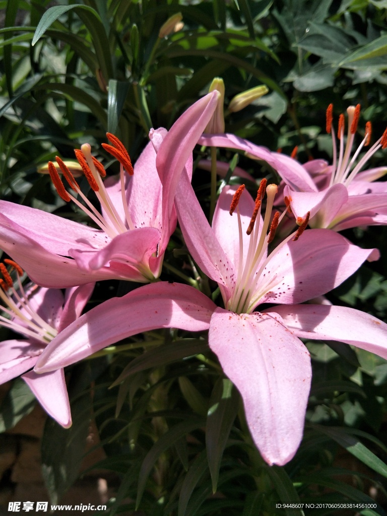 百合花