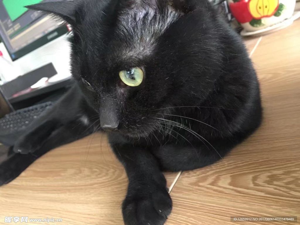 黑猫