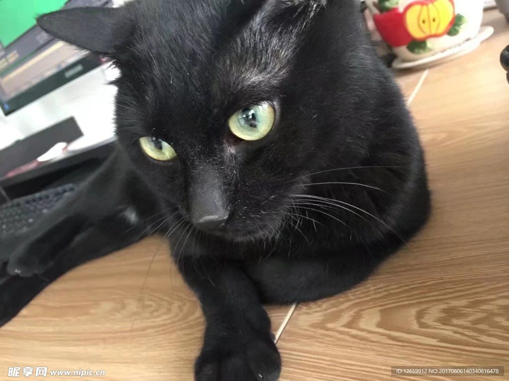 黑猫
