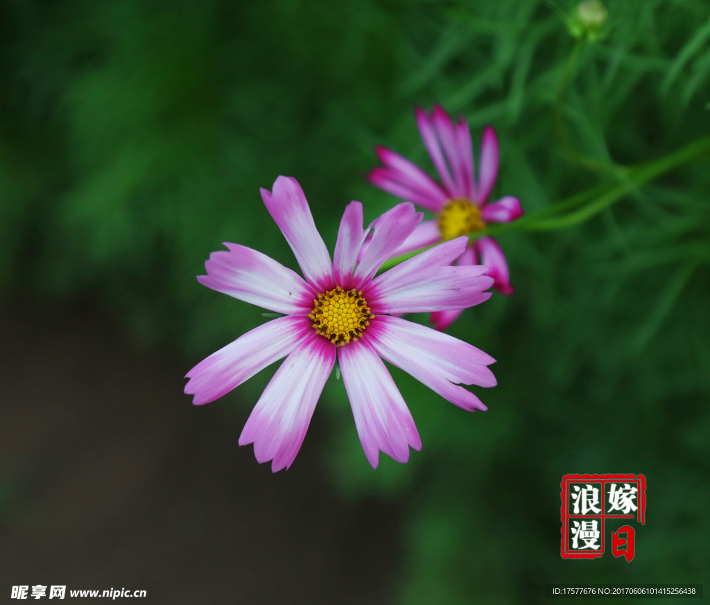 花
