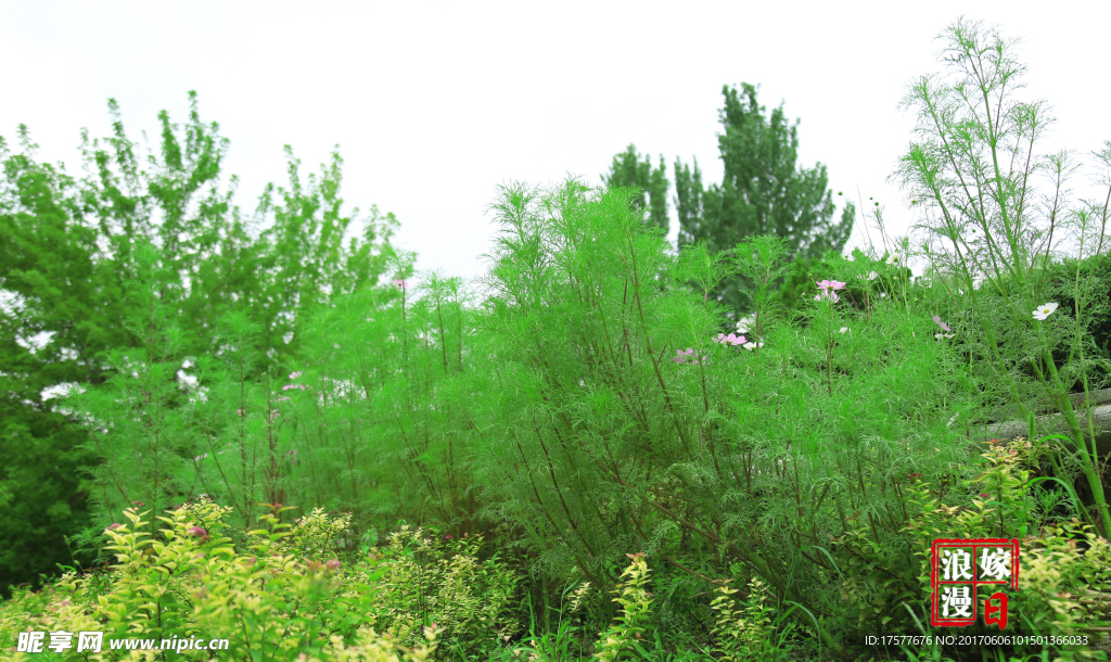 绿色植物