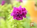 紫色花朵