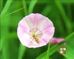 蜜蜂采蜜