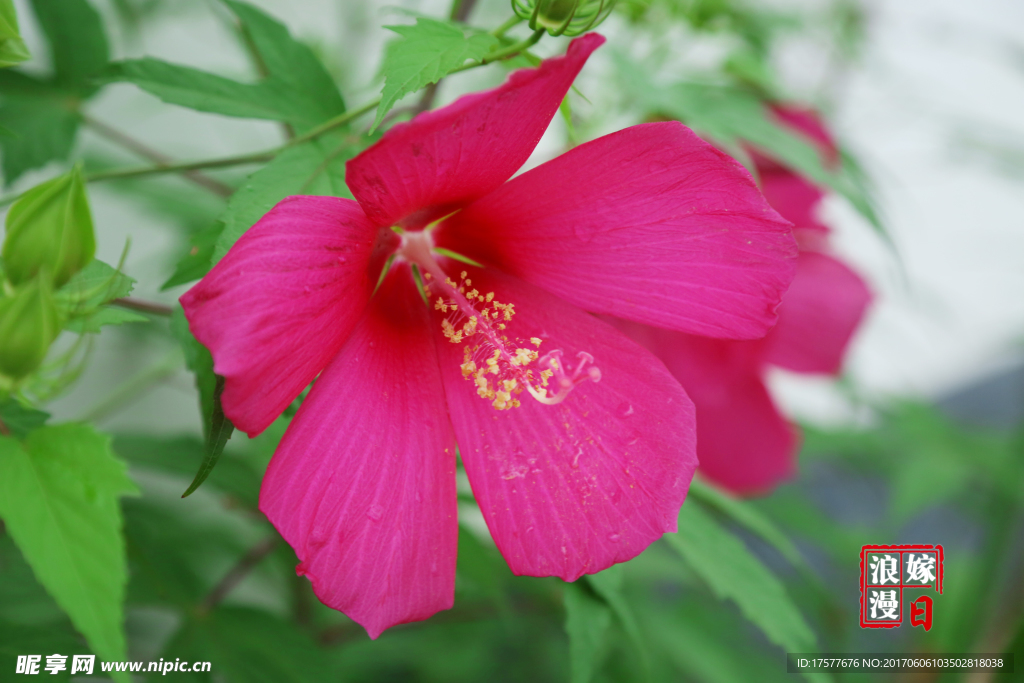 花