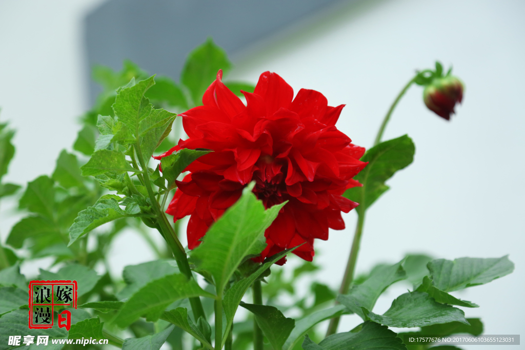 花