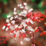 白色小花