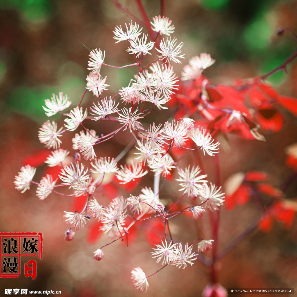 白色小花